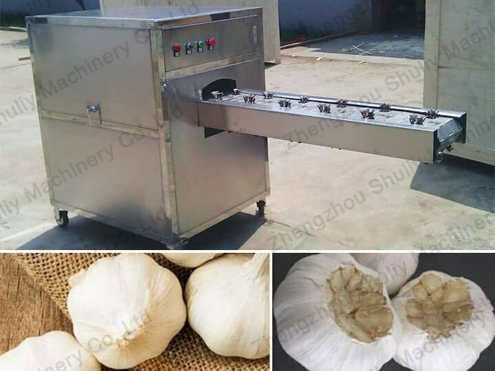 Double Belts Garlic Root Concave Cutting Machine 2 Concave garlic root cutting machine