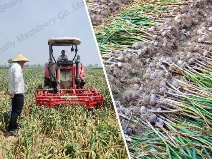 Manual Garlic Harvesting Machine For Sale 4 Garlic harvester machine working scene
