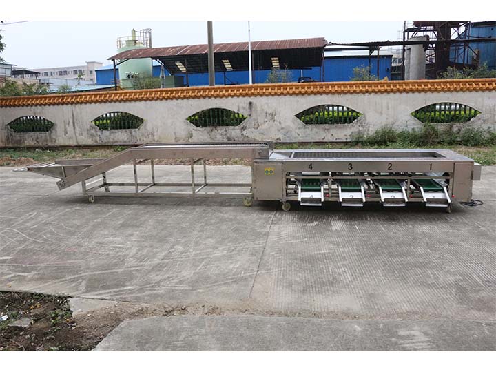 Commercial garlic grading machine for sale