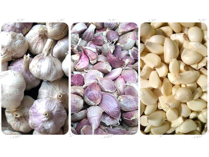 How Does The Garlic Plant Peel Garlic Skin Quickly? 4 Garlic deep processing