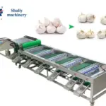 Máy phân loại tỏi
