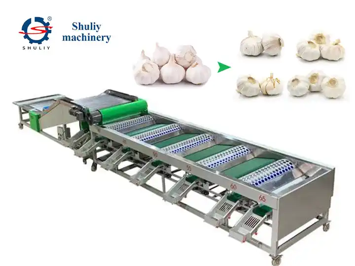 Máy phân loại tỏi