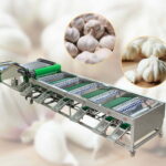 garlic grading sorting machine