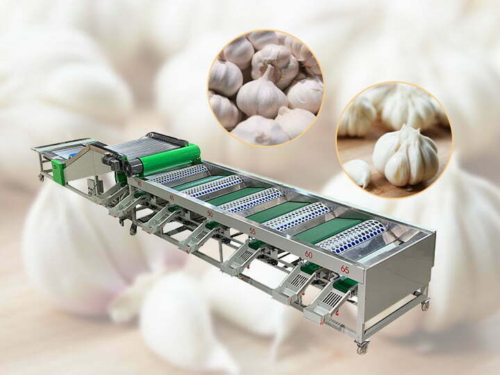 garlic grading sorting machine