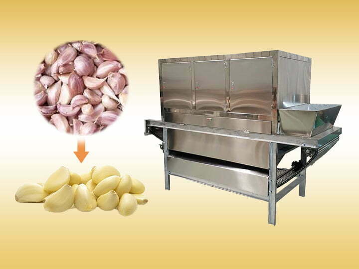 Shuliy exports garlic splitter and peeling machine to South Africa 4 chain type garlic skin peeling machine