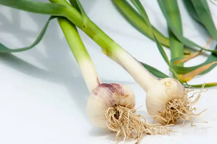 Garlic sprouts